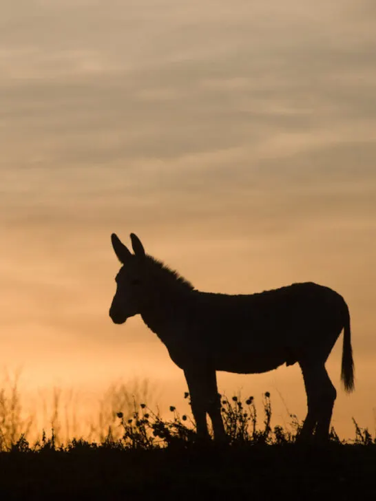 donkey sunset