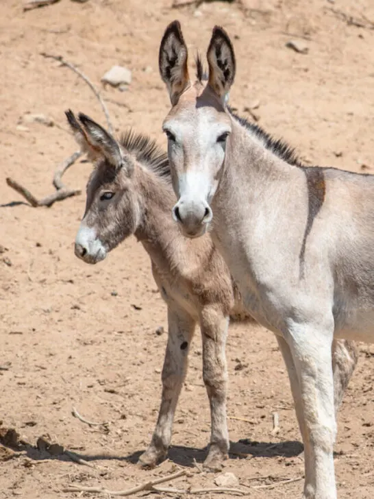 donkeys on a desert scene
