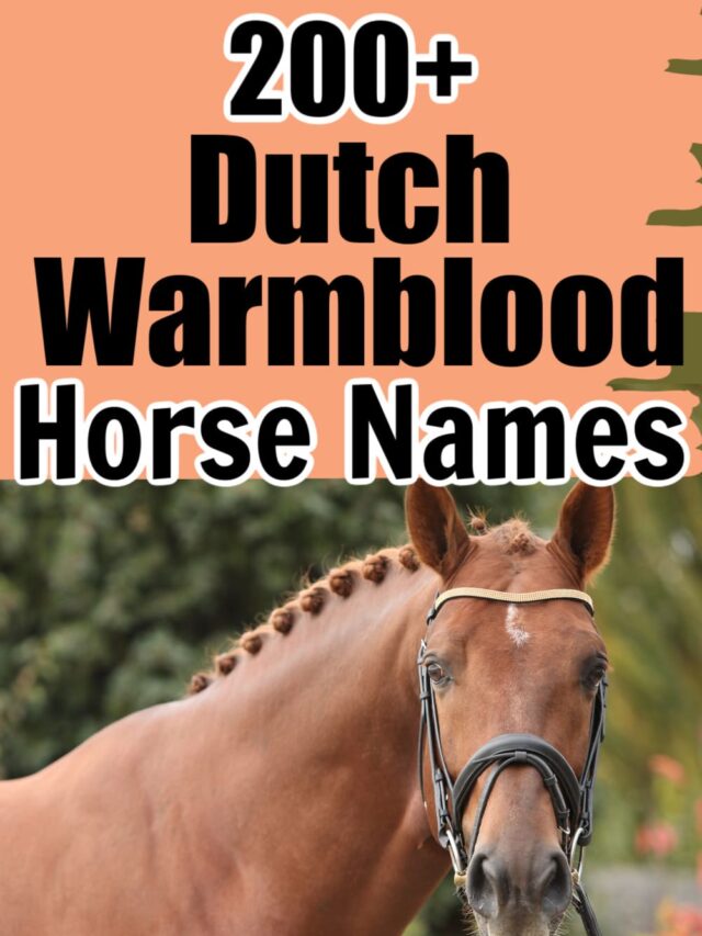 200+ Dutch Warmblood Names and KWPN Naming Rules - Helpful Horse Hints