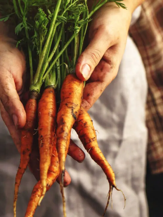 farmer holding freshly picked carrots