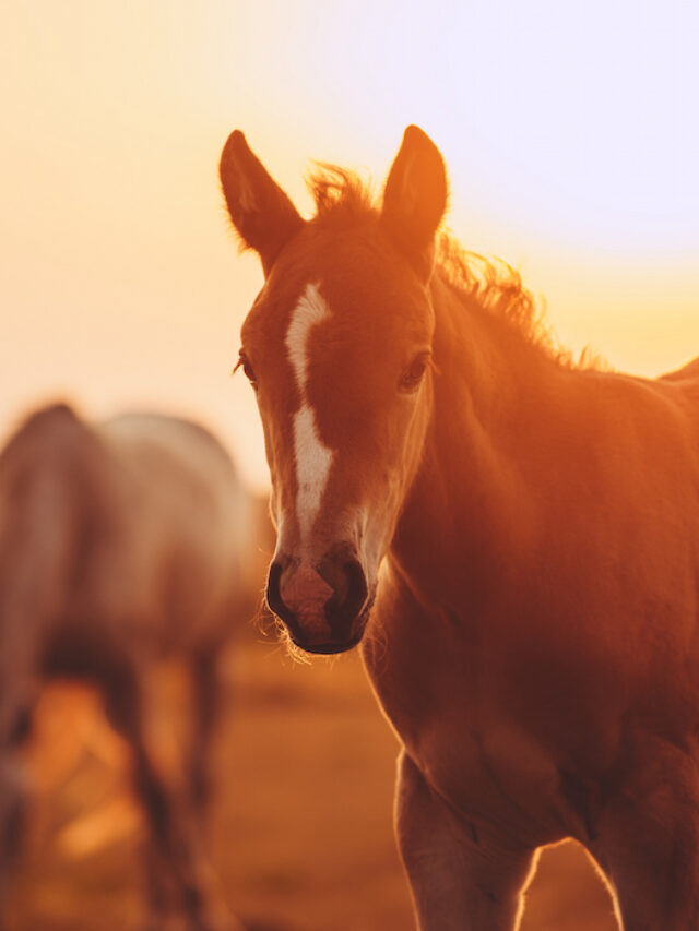Nurse Mare Foals – Why Foals Are Taken From Their Moms