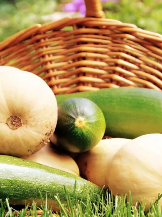 fresh squash and zucchini on a basket