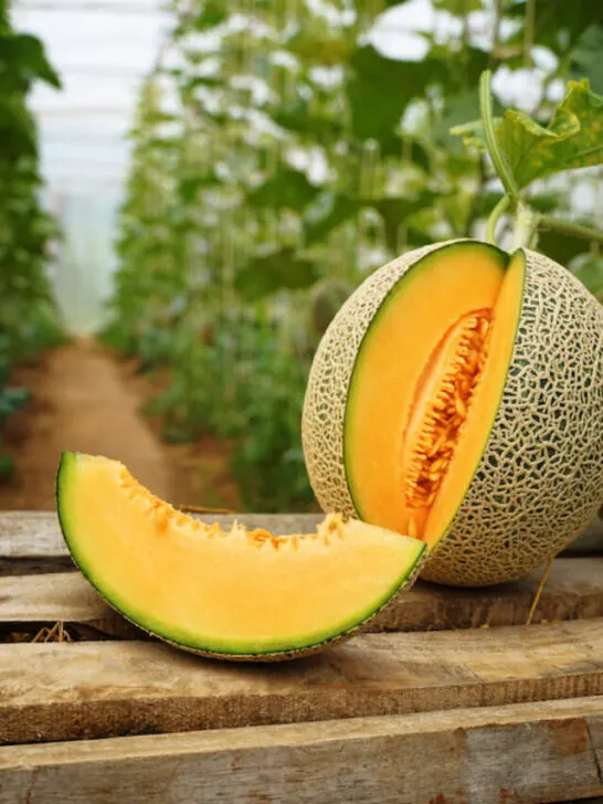 freshly picked and sliced cantaloupe