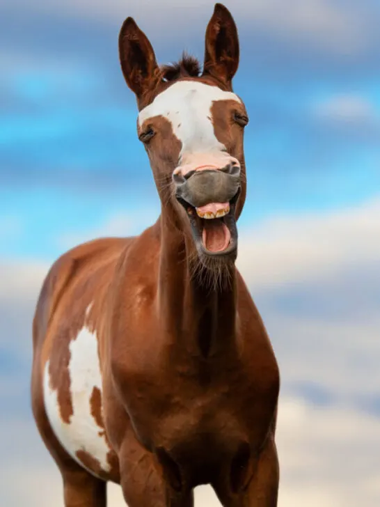 funny horse smiling with teeth showing under the horizon
