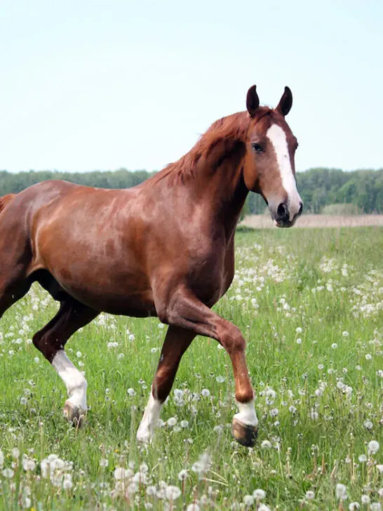 gaited brown horse grazing on the field