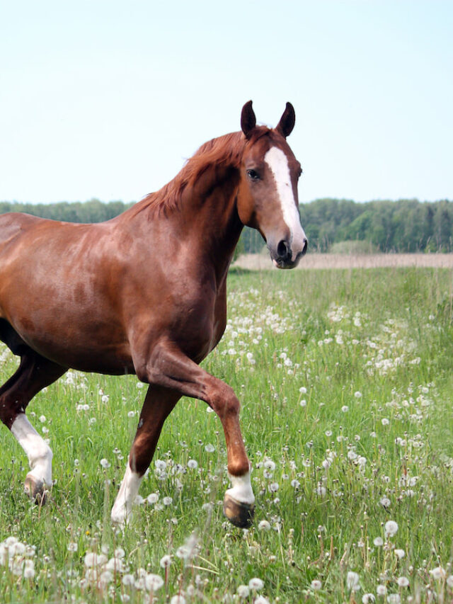 Can Gaited Horses Barrel Race? Helpful Horse Hints