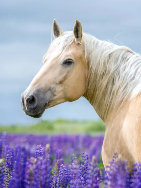 golden palomino on lavender fields