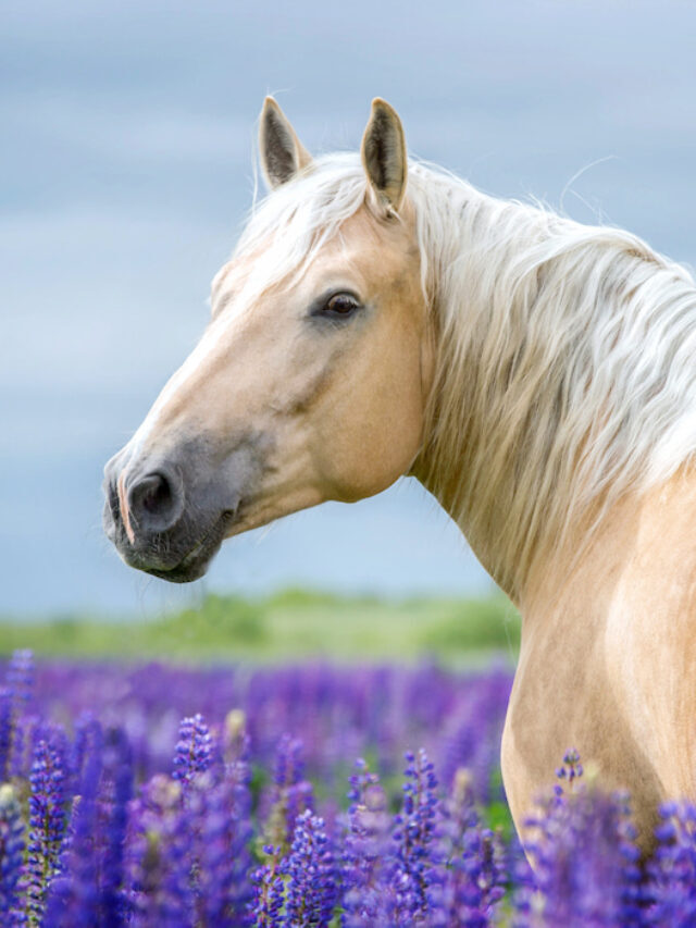 Golden Horses – 9 Breeds with Amazing Shiny Gold Coats
