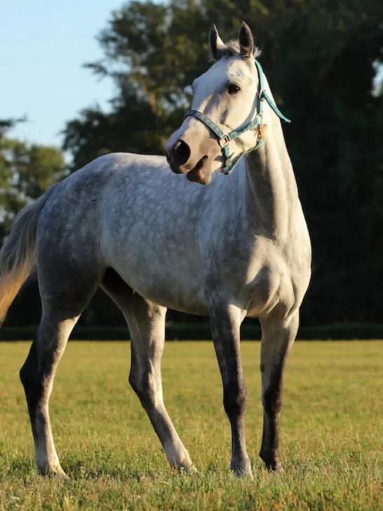 grey holsteiner in the open field