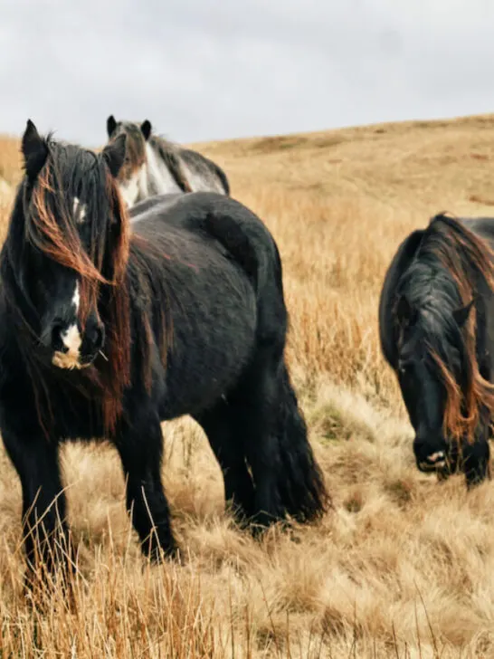 group of fell ponies on the hillside