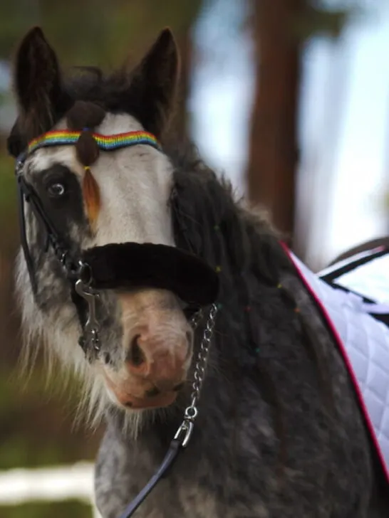 gypsy vanner irish tinker cob