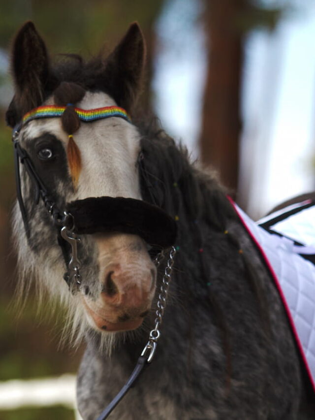 Gypsy Vanner Horse Breed Profile