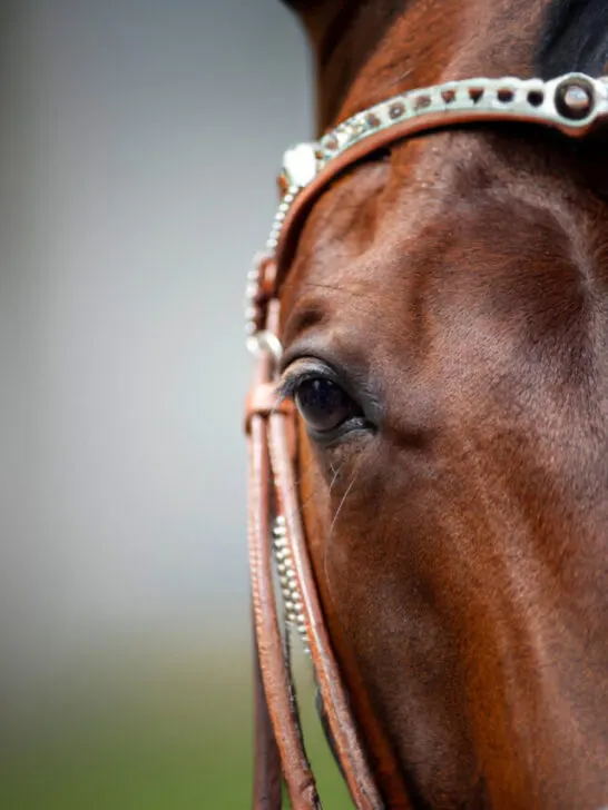 half face of a horse - SS240223