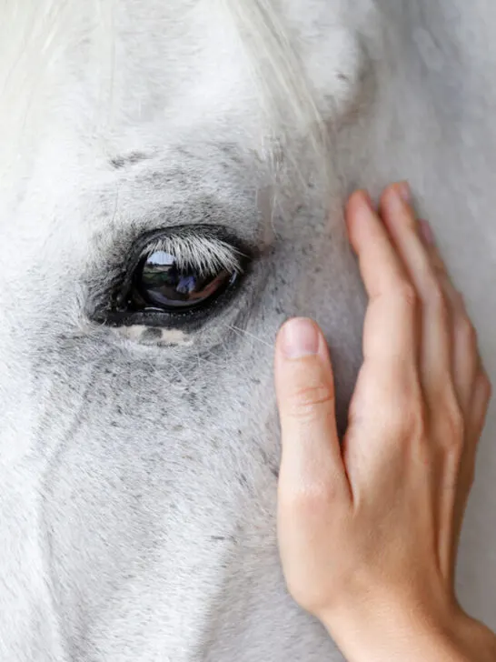 hand petting a white horse