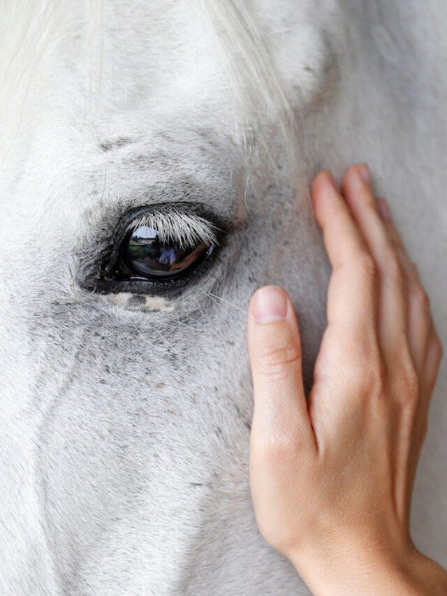 How to Pet A Horse: Saying Hi and Staying Safe
