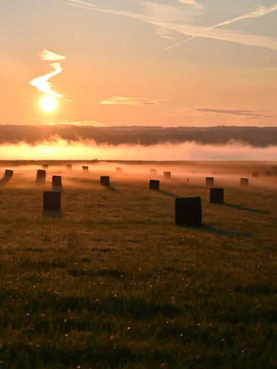 hay bales on a field