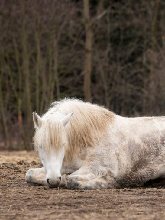 horse being lazy