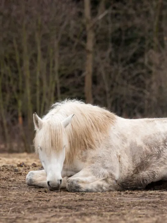 horse being lazy