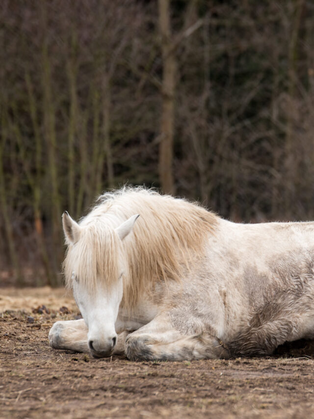 Horse Lameness: Types, Causes, and Treatments