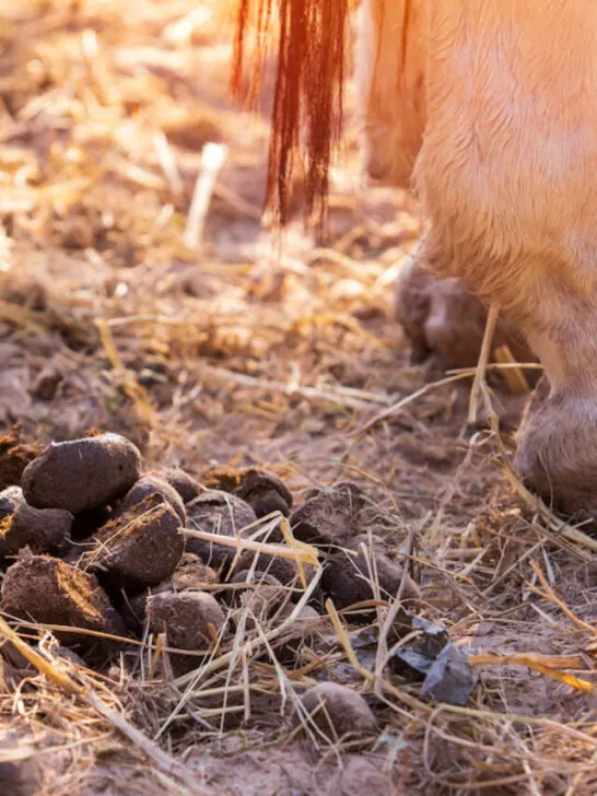 horse fecal matter below horse hoof