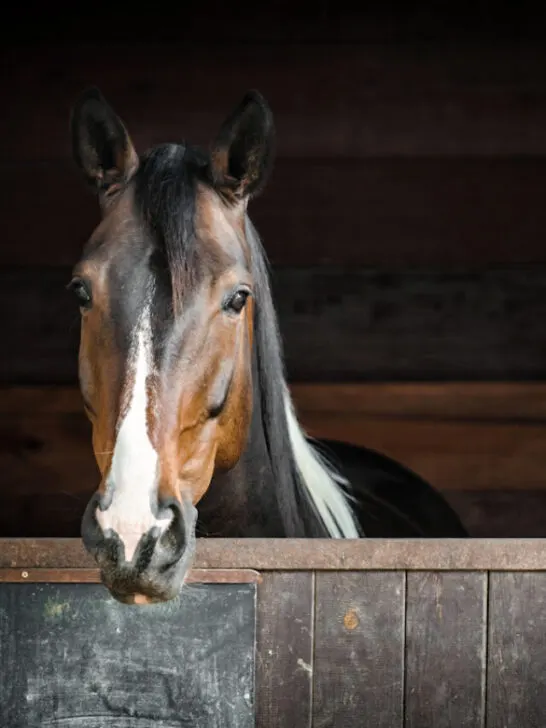 horse head with blaze of attentive spotted brown and white young paint horse mare peer forward - ss240302