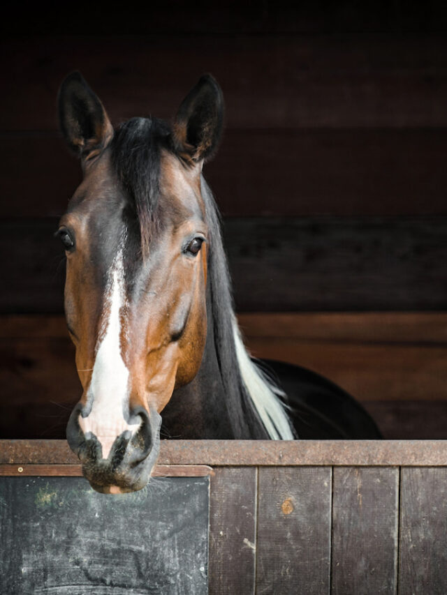 Horse Weaving What It Is, Why Horses Do It & How to Stop It Helpful