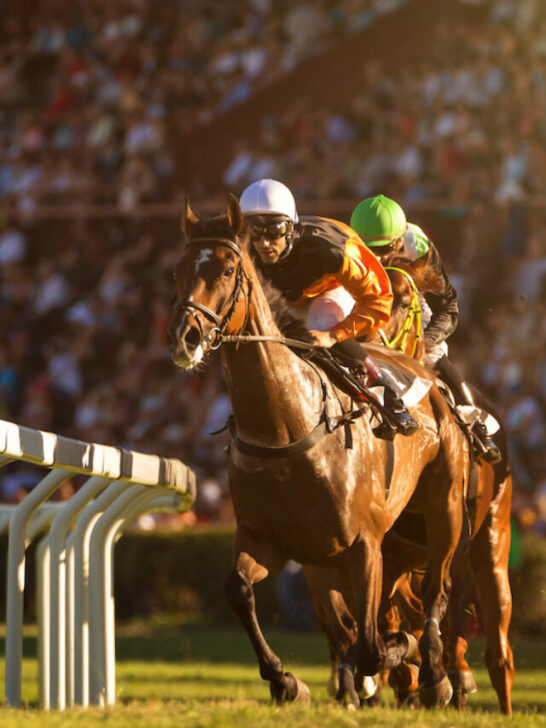 horse race