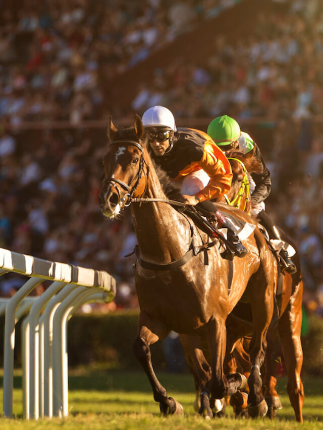 Life After Racing – What Happens to Racehorses When They Retire?
