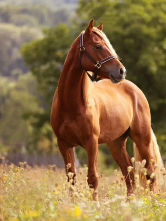 horse standing on a dried grass - SS240221