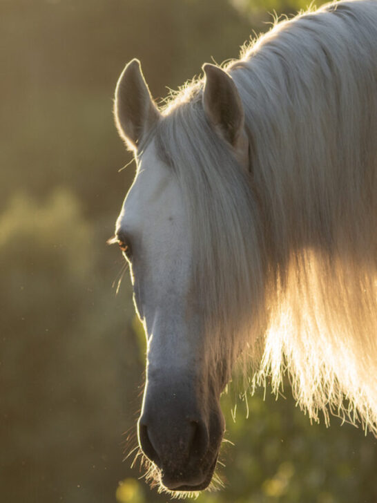 horse with a long shiny mane
