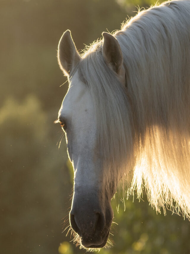 Benefits of Coconut Oil for Your Horse’s Mane and Tail