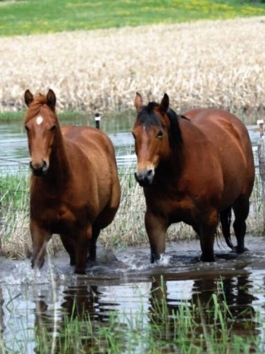 cropped-horses-crossing-through-water.jpg