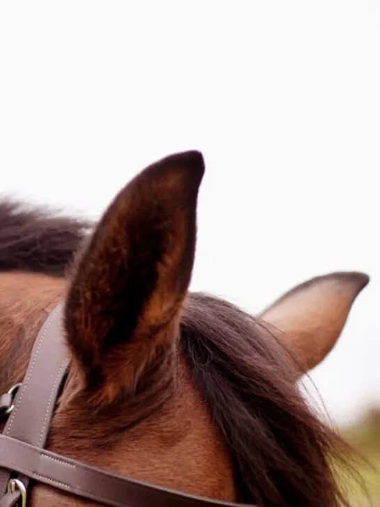 horses ears against a clear white sky