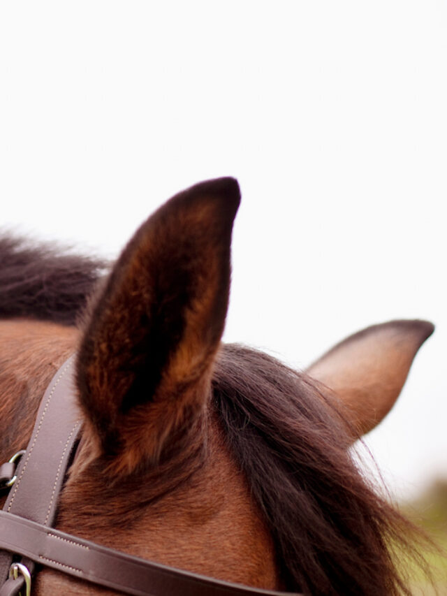 Horses & Music The Science, Benefits and Artistic Expression Helpful Horse Hints