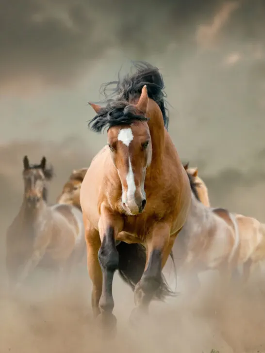 horses in dust - ss240203