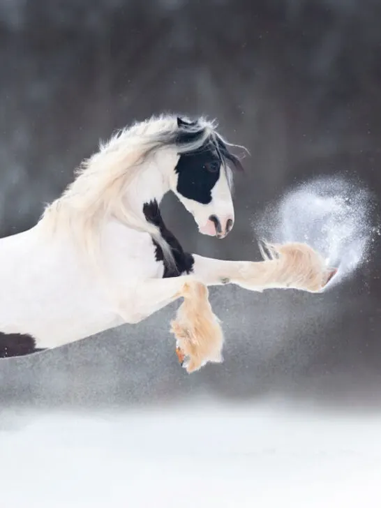 irish cob also known as gypsy vanner horse rearing in snow - ss230523