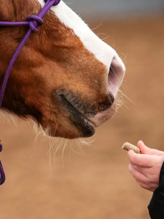 little boy hands feeding a treat to a horse