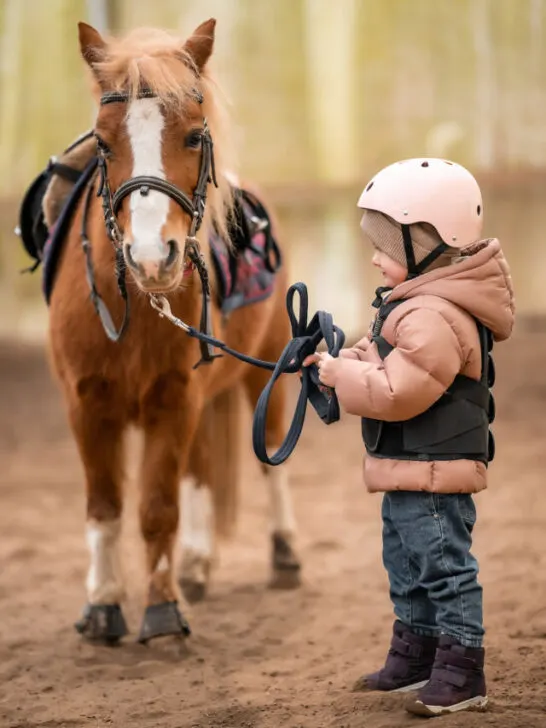 little girl in protective jacket and helmet with her brown pony - ss240306