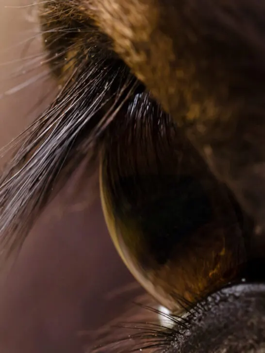macro closeup of a horse eye