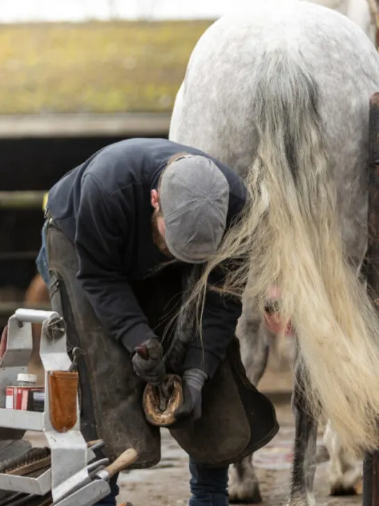 male barefoot horse farrier trimming - ss230807
