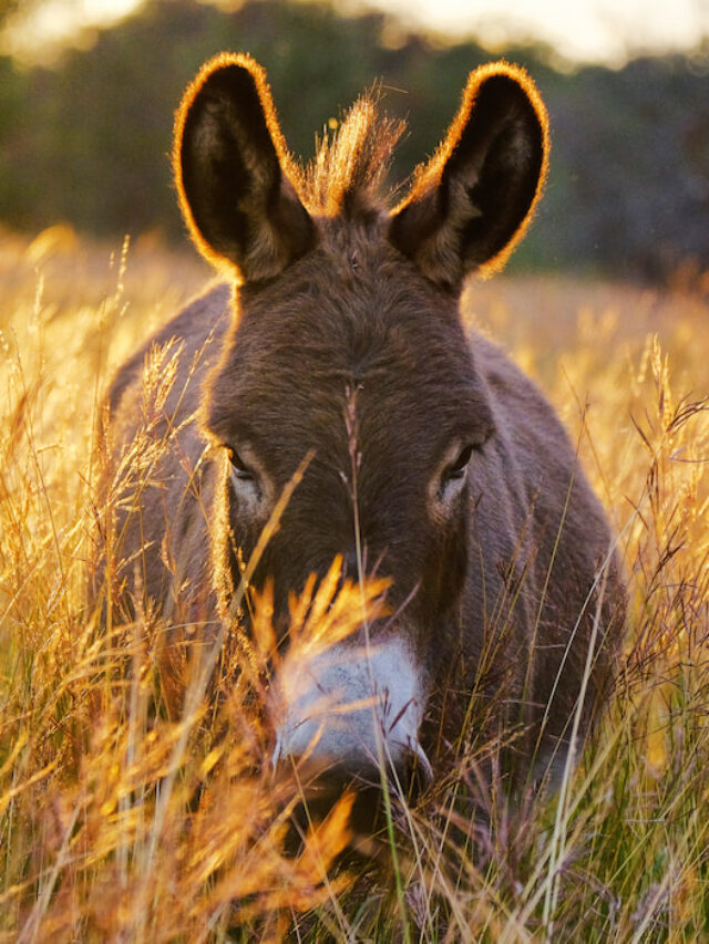 Can Donkeys Reproduce?