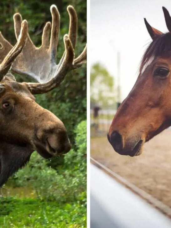 moose-and-horse