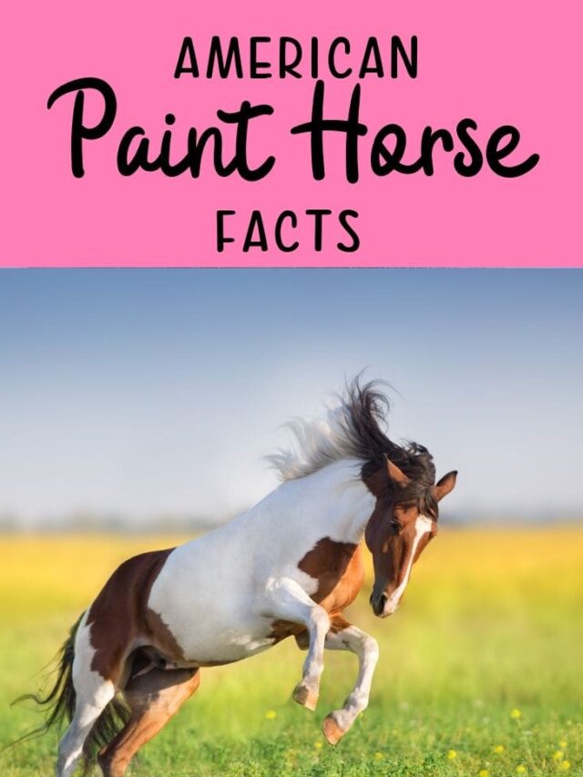 10 Fun Facts About the American Paint Horse Helpful Horse Hints