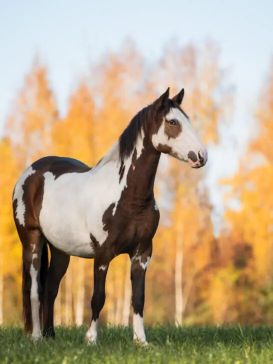 paint horse standing on a field