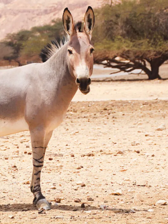 photo of an african wild donkey