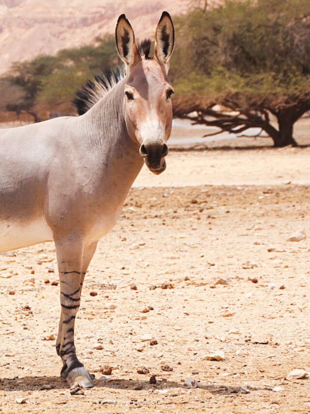 The Origins of Donkeys – A Look at Where They Come From