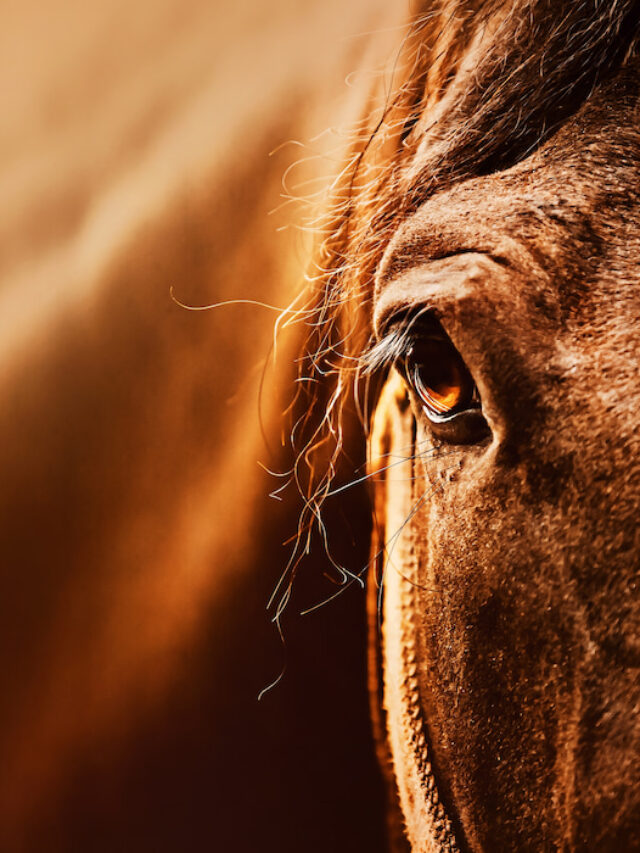 Blood Bay Horses