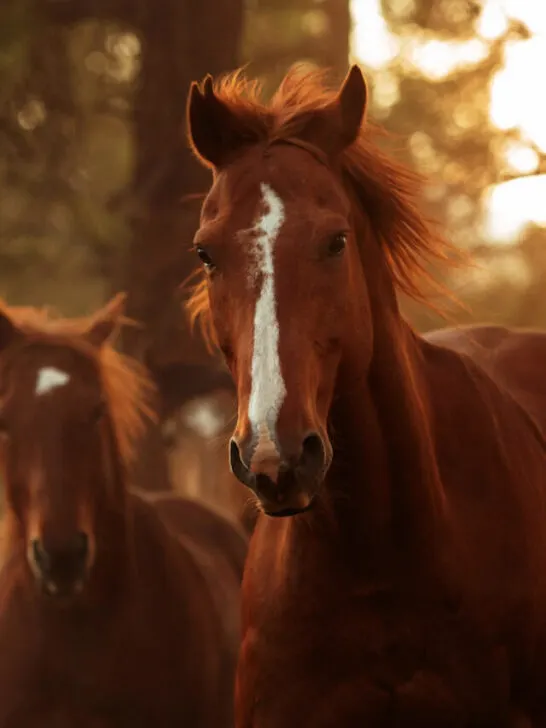 quarter horses running