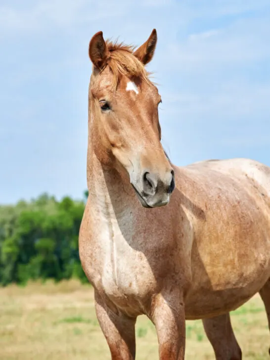 roan horse of the Novoolexandrian Draught breed on a pasture against blue sky - ss230523