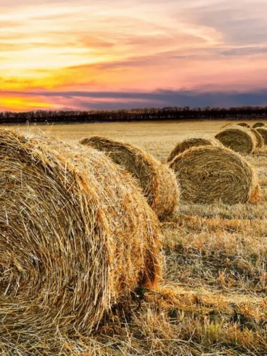 rolled grass hay in the field - CC240420